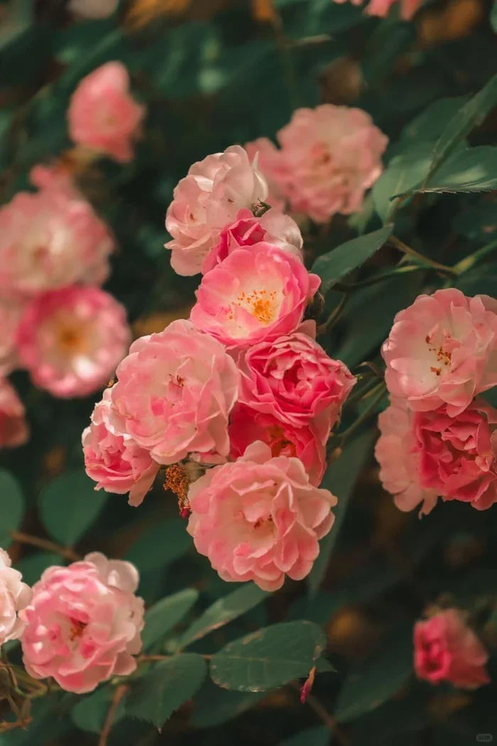 🌸✨SkyBloom Roses – Elegant Climbing Seeds🌹🌿