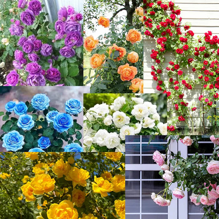 🌸✨SkyBloom Roses – Elegant Climbing Seeds🌹🌿
