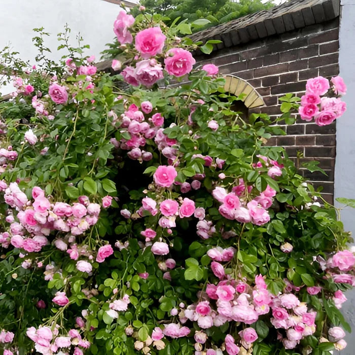 🌸✨SkyBloom Roses – Elegant Climbing Seeds🌹🌿