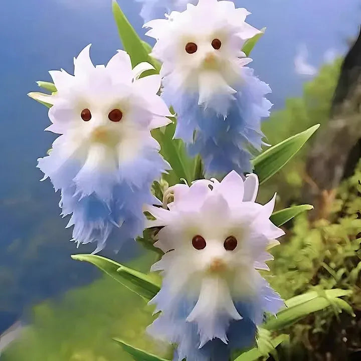 🐱Magical plants! 🌈Cat's eye dazzling series